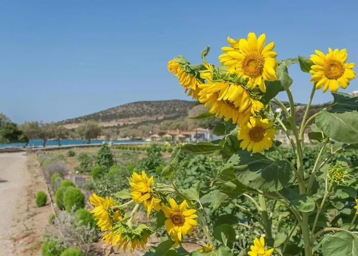Seaside Glyfa Paros Aspro Chorio